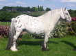 Traditional Spotted Cob